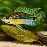 Linke's Dwarf Cichlid — close view showing fin and scale detail — representative image - view 4