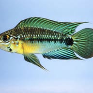 Linke's Dwarf Cichlid — side profile on a plain background — representative image - view 3