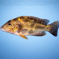 Linn's Haplochromis side profile showing mottled ambush-predator pattern — representative image - view 3