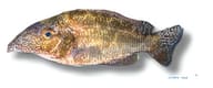 Linn's Haplochromis (Nimbochromis linni) Lake Malawi cichlid - view 5