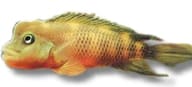 Lionhead / Buffalohead Cichlid (Steatocranus casuarius), original reference image for 0949 - view 5