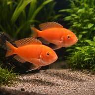 Tropheus moorii murago pair in a planted aquarium - view 2