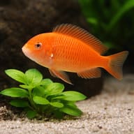 Tropheus moorii murago close view beside an aquarium plant - view 4