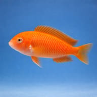 Tropheus moorii murago side profile on a plain background - view 3