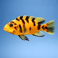 OB Red Zebra Mbuna — Illustrative Maylandia zebra OB side profile - view 3