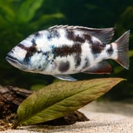 Livingston's Hap with plants for scale (Nimbochromis livingstonii) — representative image - view 4