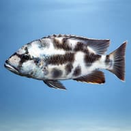 Livingston's Hap side profile showing mottled camouflage (Nimbochromis livingstonii) — representative image - view 3
