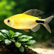 Long-Finned African Tetra scale view for aquarium planning — representative image - view 4