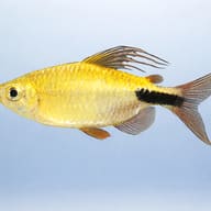 Long-Finned African Tetra side profile, Bryconalestes longipinnis — representative image - view 3