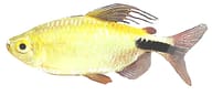 Long-Finned African Tetra, Bryconalestes longipinnis - view 5