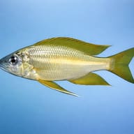 Long-Nosed Gold-Tip Cichlid (Ophthalmotilapia nasuta) — side profile on a plain background — representative image - view 3