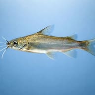 Long whiskers catfish (Mystus gulio) — side profile on a plain background — representative image - view 3