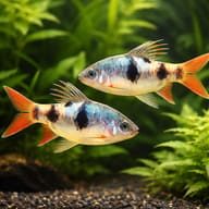 Longfin Barb shoal in a spacious planted river-style setup — representative image - view 2