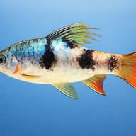 Longfin Barb side profile with dark flank markings and orange-red fins — representative image - view 3