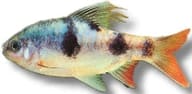Longfin Barb, Dawkinsia arulius - view 5