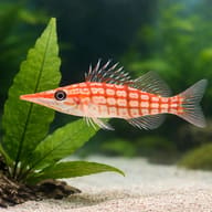 Longnose hawkfish - Marine Aquarium Livestock (Oxycirrhites typus) close view showing fin and scale detail - view 4
