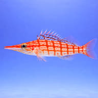 Longnose hawkfish - Marine Aquarium Livestock (Oxycirrhites typus) side profile on a plain background — representative image - view 3