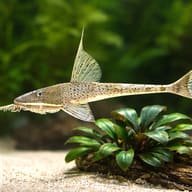 Loricaria circular — close view showing fin and scale detail — representative image - view 4