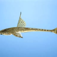 Loricaria circular — side profile on a plain background — representative image - view 3