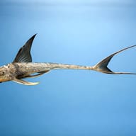 Loricaria royal sp. 8 — side profile on a plain background — representative image - view 3