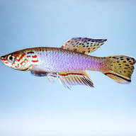 Plumed Lyretail (Fundulopanchax filamentosus) — Lyretail from Togo side profile aquarium visual — representative image - view 3