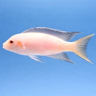Lyretail Lamprologus Albino — side profile on a plain background — representative image - view 3