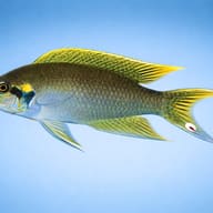 Lyretail Lamprologus Black — side profile on a plain background — representative image - view 3