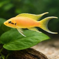 Fairy Cichlid scale view for adult size and tank planning — representative image - view 4