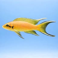 Fairy Cichlid side profile, Neolamprologus brichardi — representative image - view 3