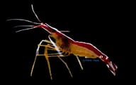 Cleaner shrimp Lysmata amboinensis 3-5 cm with red and white striped body and long white antennae - view 5