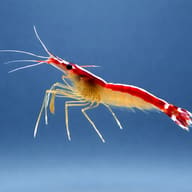 Lysmata amboinensis - Marine Aquarium Livestock — Cleaner Shrimp Lysmata amboinensis 3 — side profile on a plain background - view 3