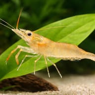 Macrobrachium glass shrimp — close view showing fin and scale detail — representative image - view 4