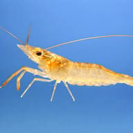 Macrobrachium glass shrimp — side profile on a plain background — representative image - view 3