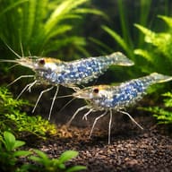Macrobranchium banjarae — pair in a planted aquarium — representative image - view 2
