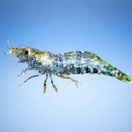 Macrobranchium banjarae — side profile on a plain background — representative image - view 3