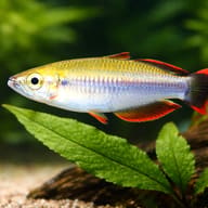 Madagascar Rainbowfish scale view among aquarium plants - scene - view 4