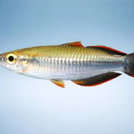 Madagascar Rainbowfish side profile showing red tail — reference view (Bedotia geayi) - view 3