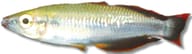 Madagascar Rainbowfish / Zona (Bedotia geayi) - view 5