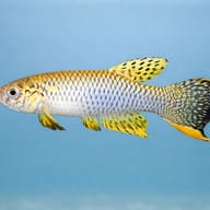 Magdalena Spot-Finned Killie (Rachovia brevis) — side profile on a plain background — representative image - view 3