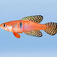 Magnificius Pearl Fish (Hypsolebias magnificus) side profile with red body and blue-green barring — representative image - view 3
