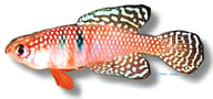 Magnificius Pearl Fish, Hypsolebias magnificus - view 5