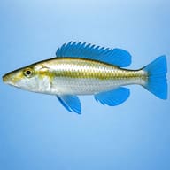 Malawi Eye-Biter (Dimidiochromis compressiceps) - side profile — representative image - view 3