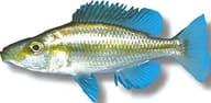 Malawi Eye-Biter (Dimidiochromis compressiceps) - view 5