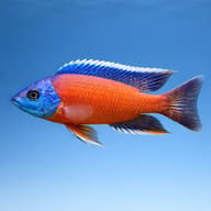 Malawi Medium (Malawi cichlid mixed) - Cichlid Fish — side profile on a plain background — representative image - view 3
