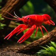 Malboro lobster 5 — representative image - view 1