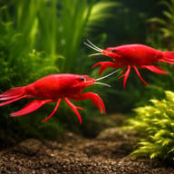 Malboro lobster 5 — pair in a planted aquarium — representative image - view 2