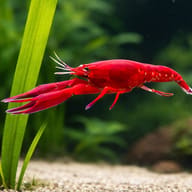 Malboro lobster 5 — close view showing fin and scale detail — representative image - view 4