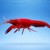 Malboro lobster 5 — side profile on a plain background — representative image - view 3