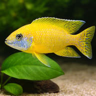 Maleri Peacock Cichlid — close view showing fin and scale detail — representative image - view 4