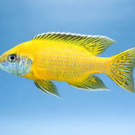 Maleri Peacock Cichlid — side profile on a plain background — representative image - view 3